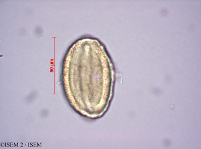 ISEM 2/Gonatopus_sp._43101/Gonatopus_sp._43101_0001(copy)_thumb.jpg